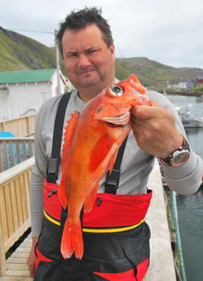 okounik 40 cm okounik 40 cm