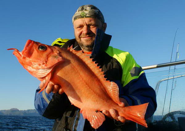 okounik - Finnmark, zari