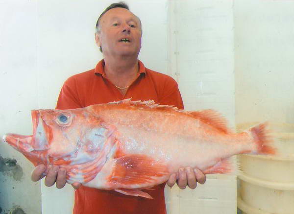 okounik 84 cm, Senja okounik 84 cm, Senja