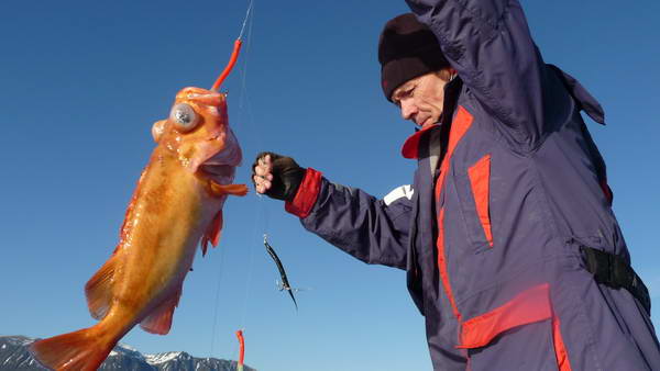 okounik 45 cm, kraj Nordland