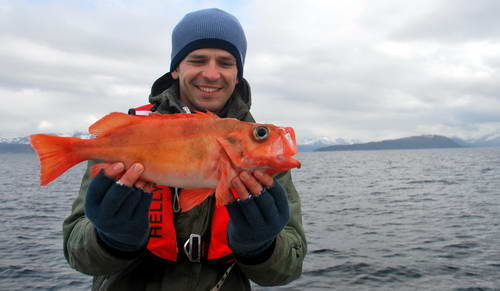 okounik 48 cm, kraj Nordland