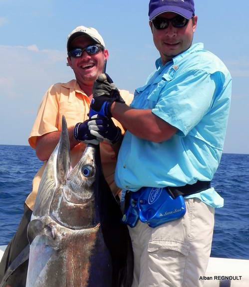 blue marlin - mecoun modry blue marlin - mecoun modry