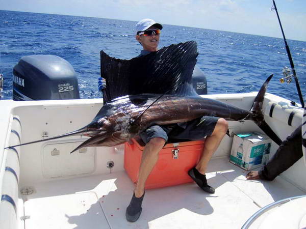 plachetnik - sailfish