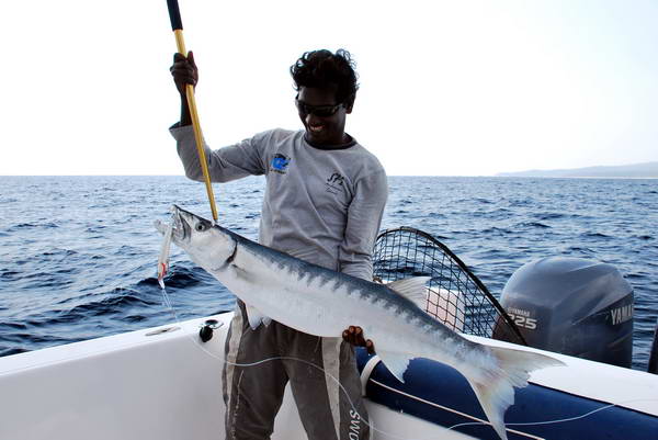 barakuda 120 cm, 12 kg