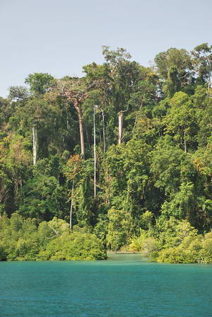 vetsina ostrovu je pokryta pralesem
