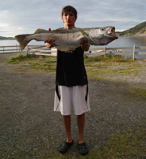 treska polak 90 cm treska polak 90 cm