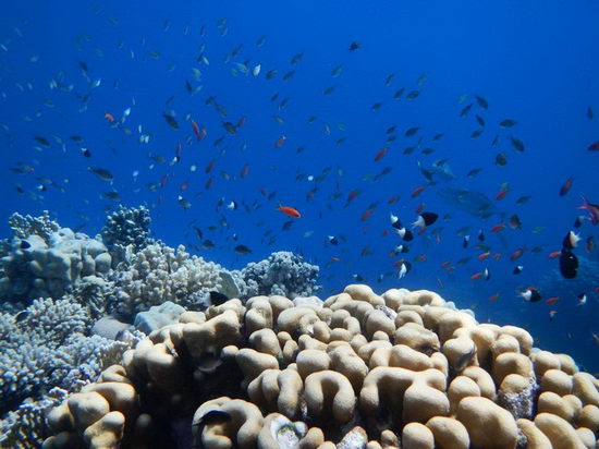 koralovy utes - snorchlovani