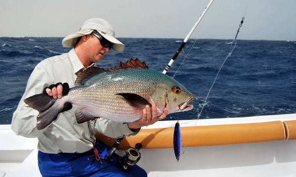 chnapal - snapper uloveny na stickbait