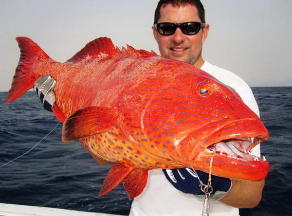 kanic - grouper kanic - grouper