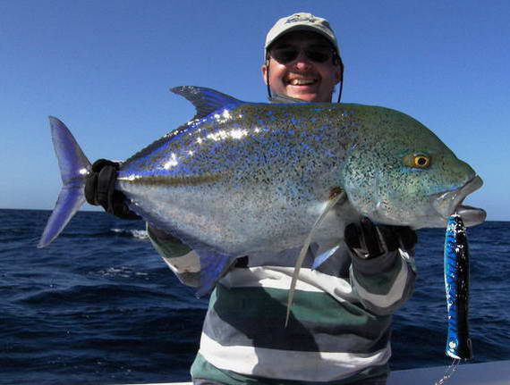 kranas modroploutvy - bluefin kranas modroploutvy - bluefin