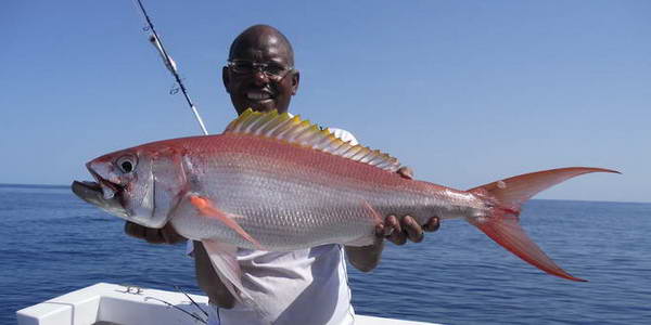 rosy jobfish rosy jobfish