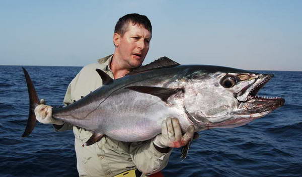 tunak dogtooth, 124 cm, 22 kg tunak dogtooth, 124 cm, 22 kg