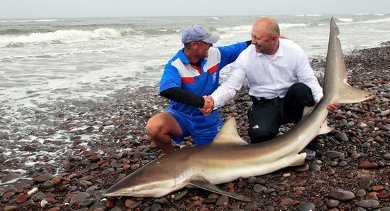 zralok bronzovy 237 cm, 70 kg zralok bronzovy 237 cm, 70 kg