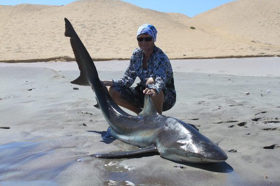 zralok bronzovy 250 cm, 94 kg zralok bronzovy 250 cm, 94 kg
