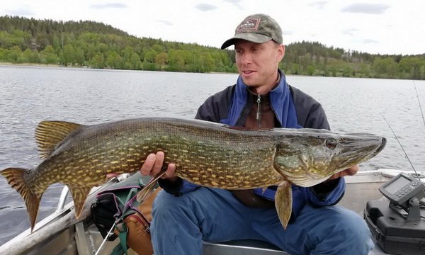 stika 110 cm z jezera Bjorkern stika 110 cm z jezera Bjorkern