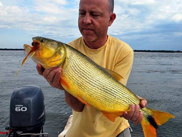 Dorado – opravdu zlatá ryba