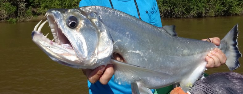 PAYARA