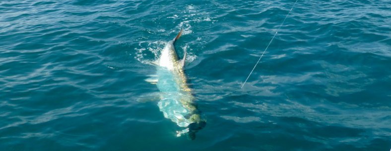 TARPON
