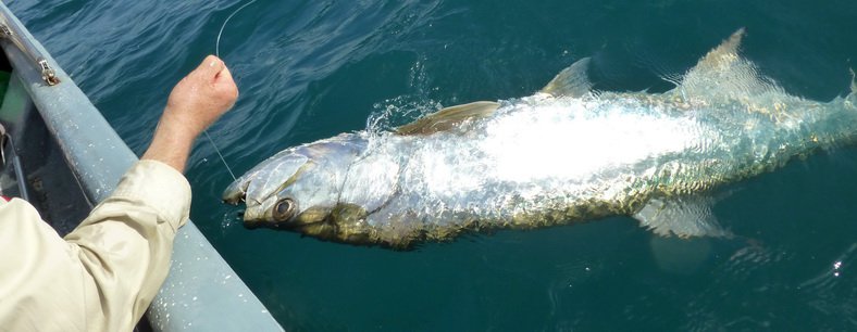 TARPON