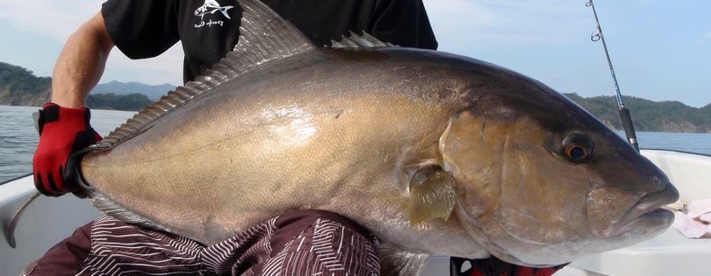 AMBERJACK