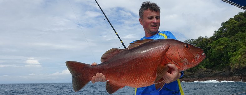 Cubera snapper