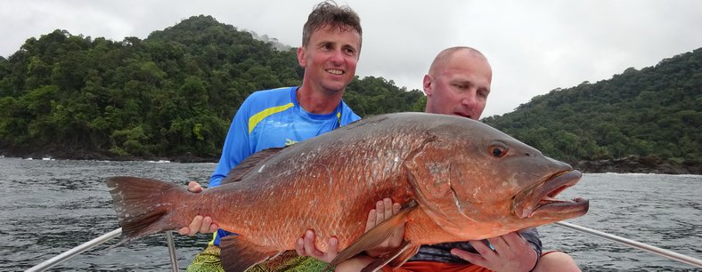 Cubera snapper