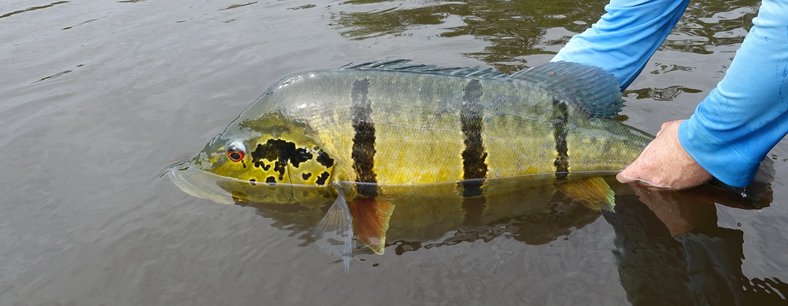 CICHLIDY