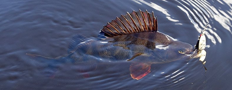 ORMSJÖN